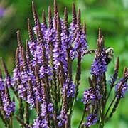 vervain